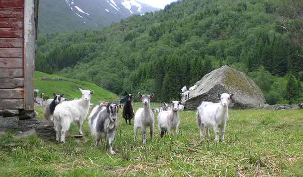 Då Blåmann kom heim att