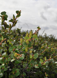 Skog eller ikkje på Hardangervidda