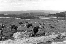 Beitende kuer i fjellet på Bosset i Ål i Buskerud.