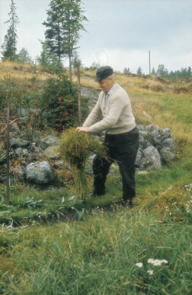 Harstadsetra i Vestmarka. Olav Askerud setter linet på staur til tørking. Det ble satt 10 linbånd på hver staur, med frøene vendt til samme side.