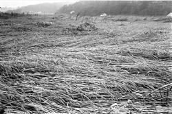 Legde i hveteåkeren, september 1962.