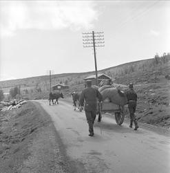 Jotunheimen, Oppland, juli 1964. Landskap, vei, kuer, kjerre