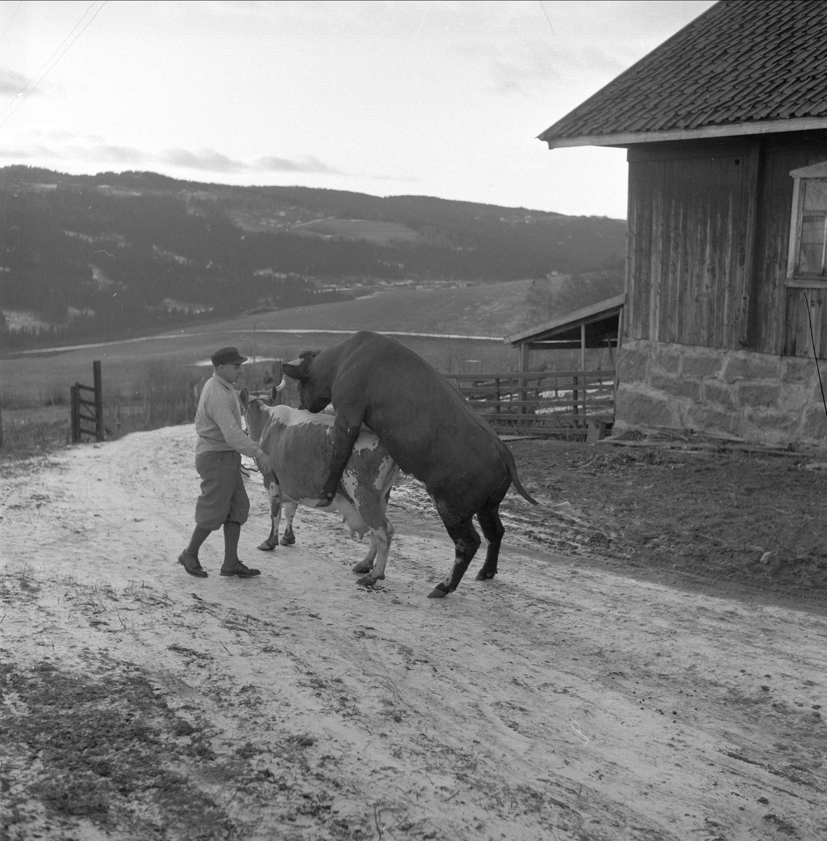 Lunner, Oppland, desember 1957. Parring, storfe.