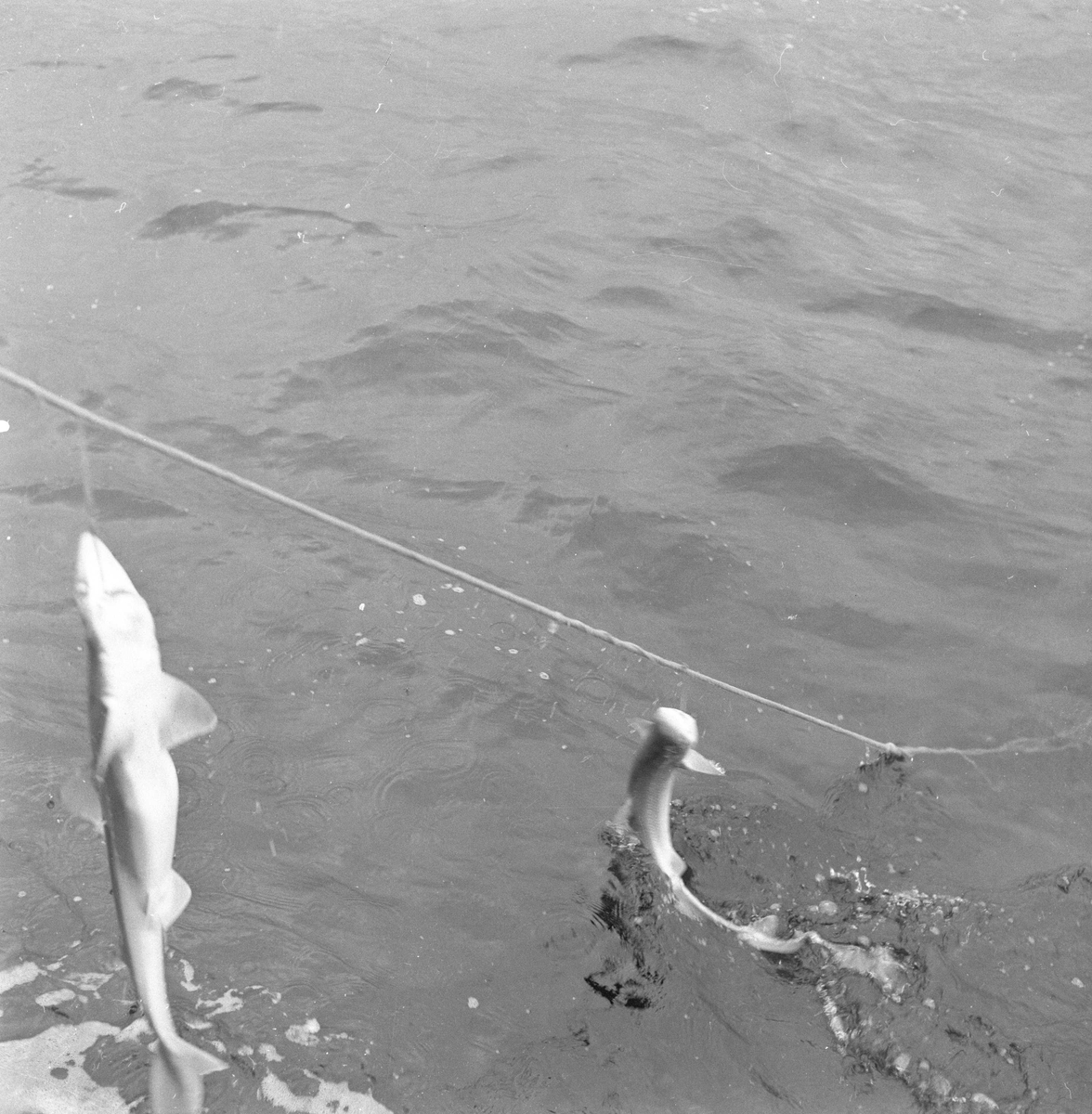 Pigghåfiske på Shetland.
Shetland, 14-22. mai 1958, to pigghå dingler fra fiskelina.