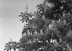 Oslo, Ankertorget, 31.05.1955, kastanjene blomstrer.