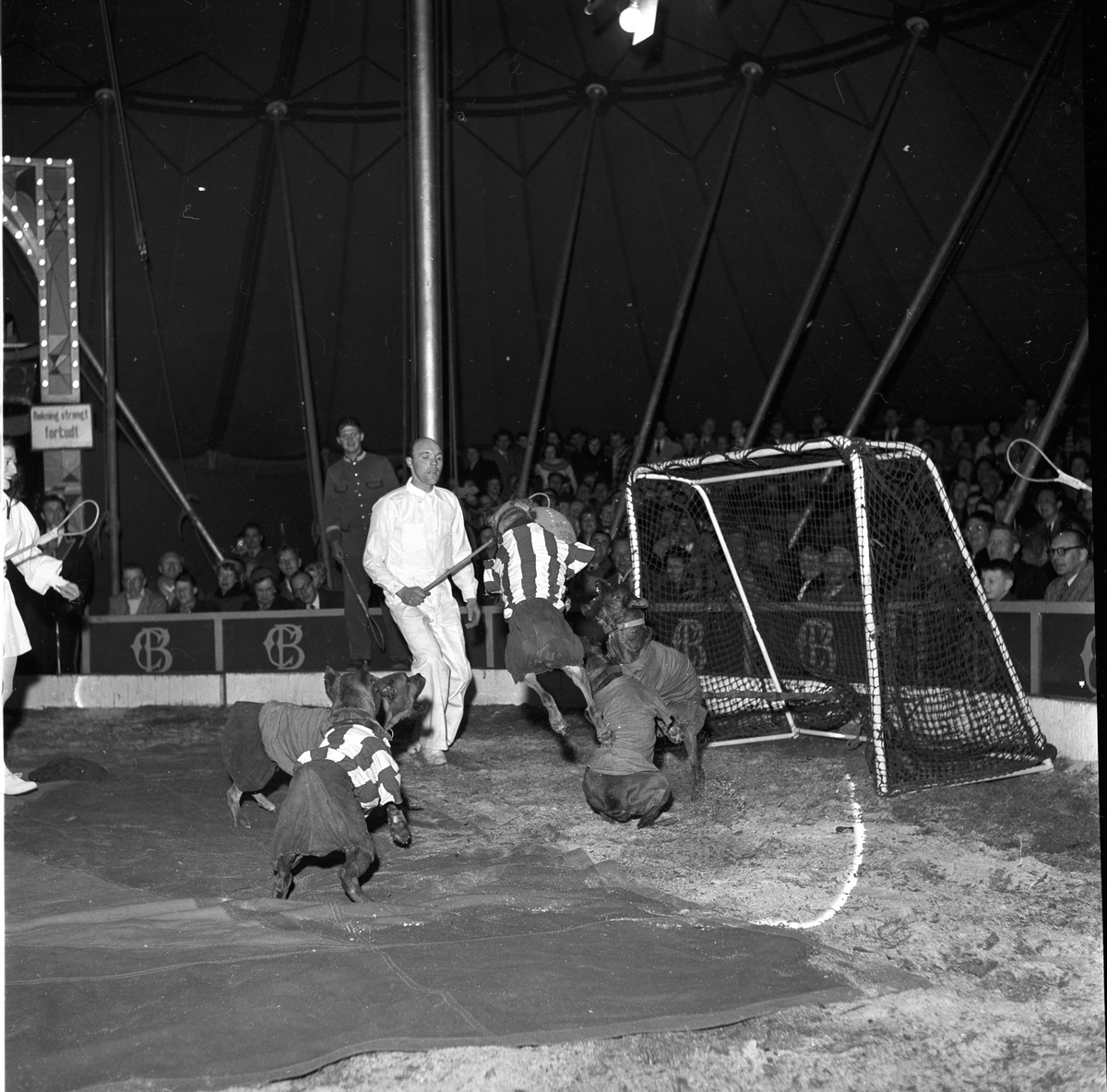 Oslo, 02.04.1956, Cirkus Berny, sirkusartister, hunder som spiller fotball..
