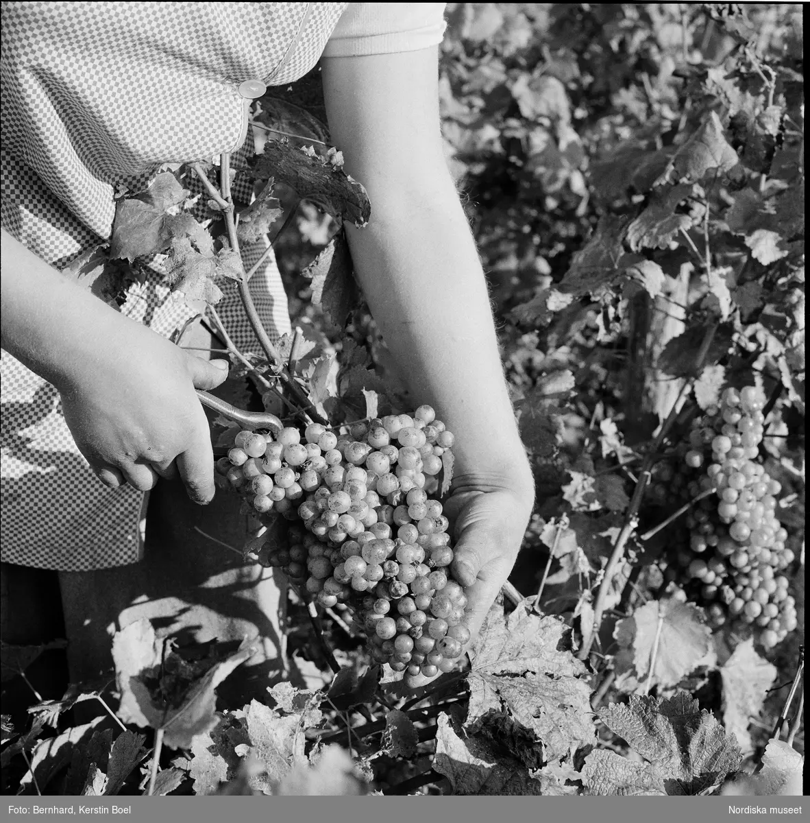 Frankrike, Loire-dalen, Muscadet-druvor. 
En kvinna skördar druvor.