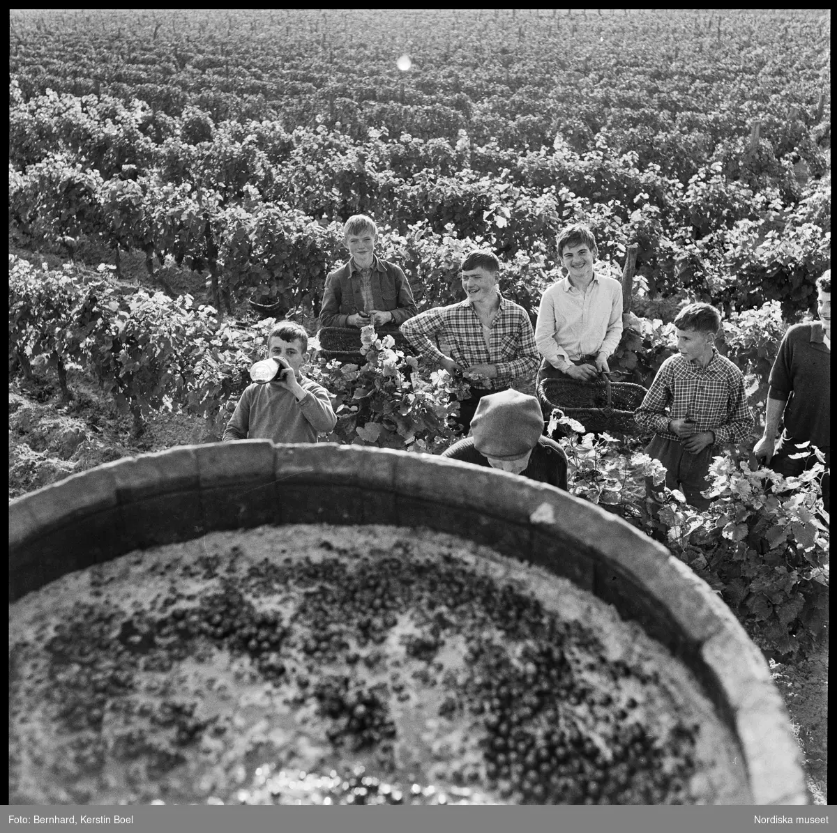 Frankrike, Loire-dalen, Muscadet.
Tunna med druvor. Glada vingårdsarbetare.