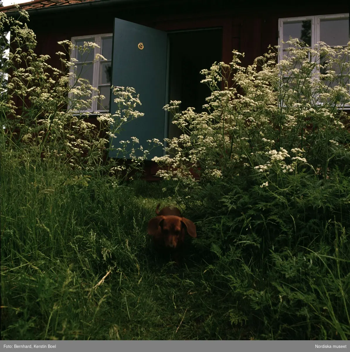 Fotografen Kerstin Bernhards hund i trädgården.