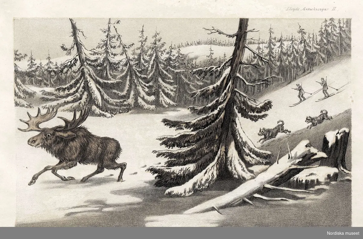 Älgjakt. Älg jagas av jägare på skidor med hundar i vinterlandskap. Ur L. Lloyd: "Anteckningar ur ett tjuguårigt vistande i Skandinavien", Stockholm 1855. Färglagd litografi.