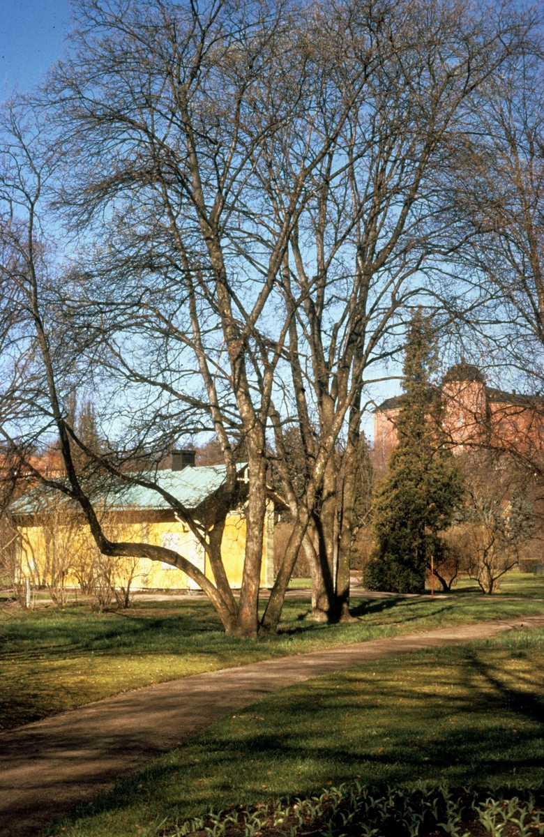 Stadsträdgården, Uppsala 1975