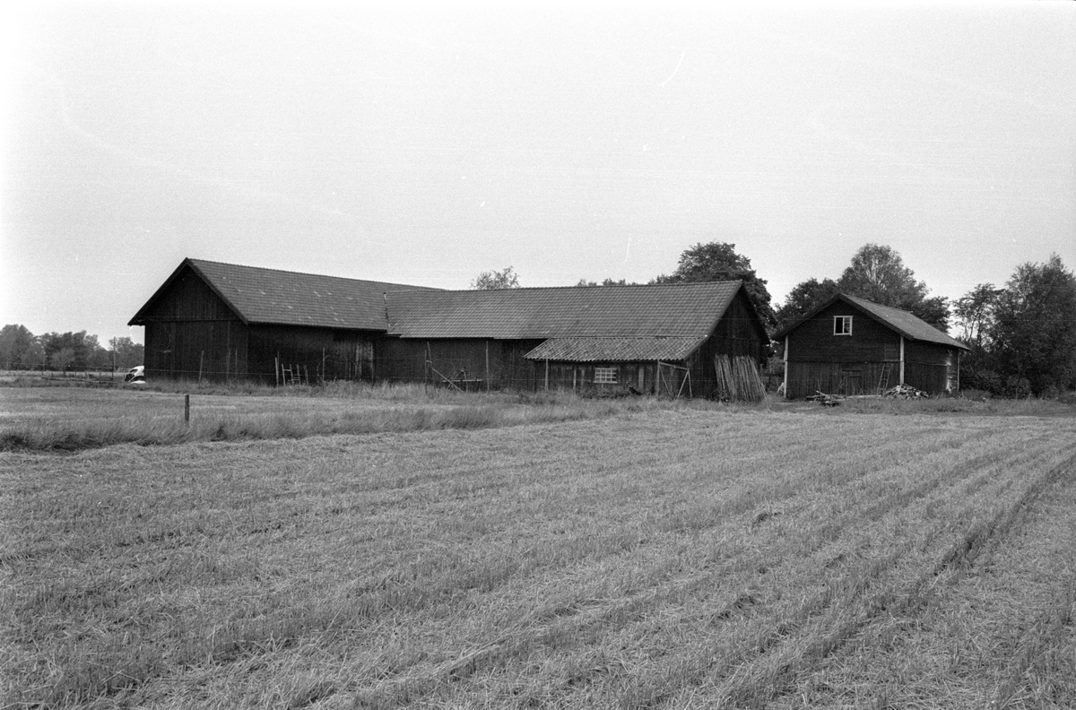 Vy från söder över stall, ladugård, svinhus och lada, Hånsta 1:10 med flera, Hånsta, Lena socken, Uppland 1978