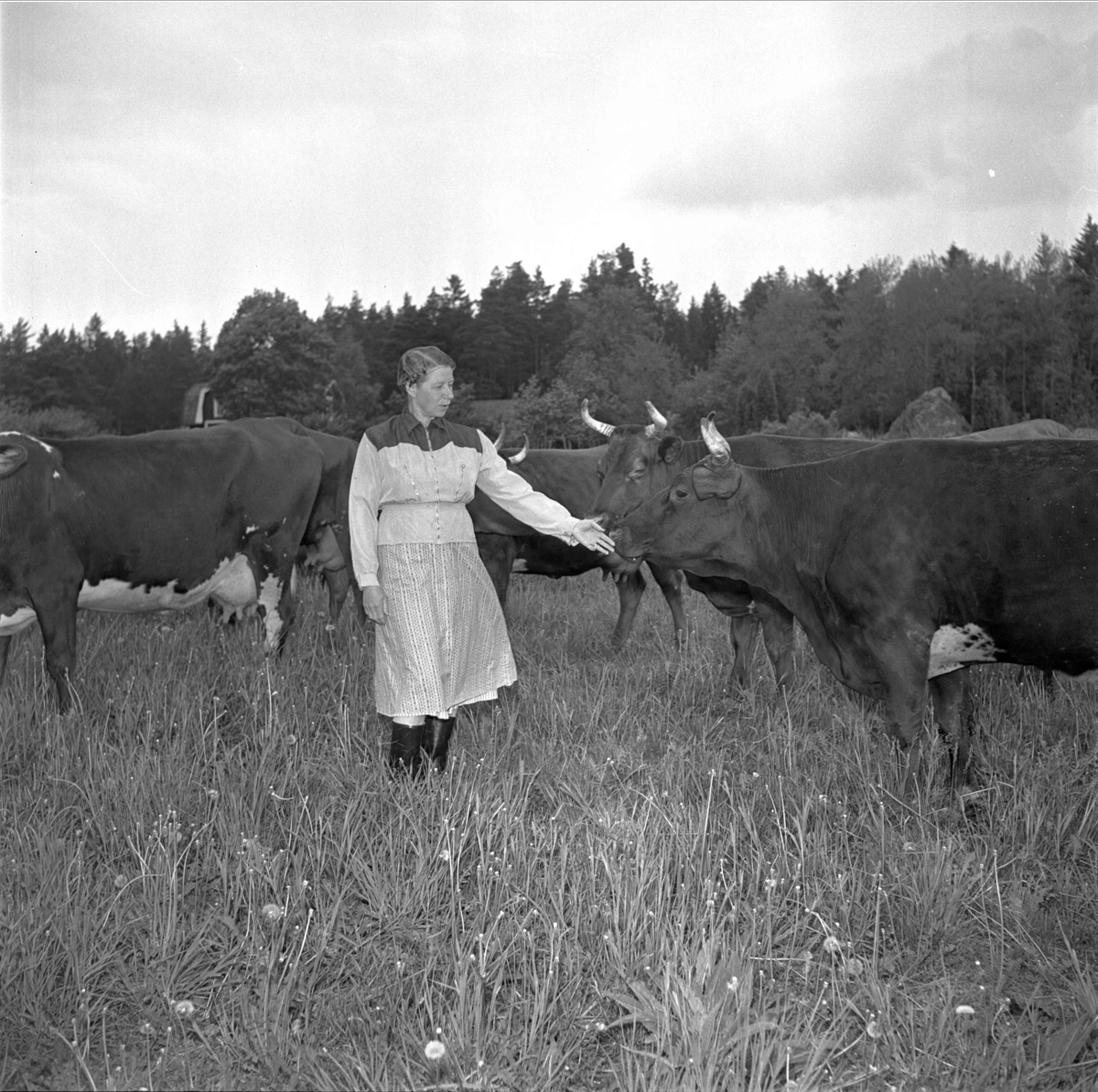 Karin Fransson, Knivsbrunna, Danmarks socken, Uppland vallar kor juni 1956