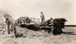 Torleif Helle tresker korn i Amerika. Konsmo.