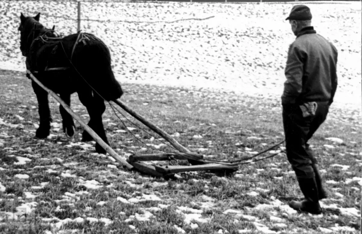 Arbid - Tømmerkjøring med hest og meis, Bjelland.
