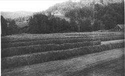 Jordbruk. Hesjer på Bue Øyslebø.