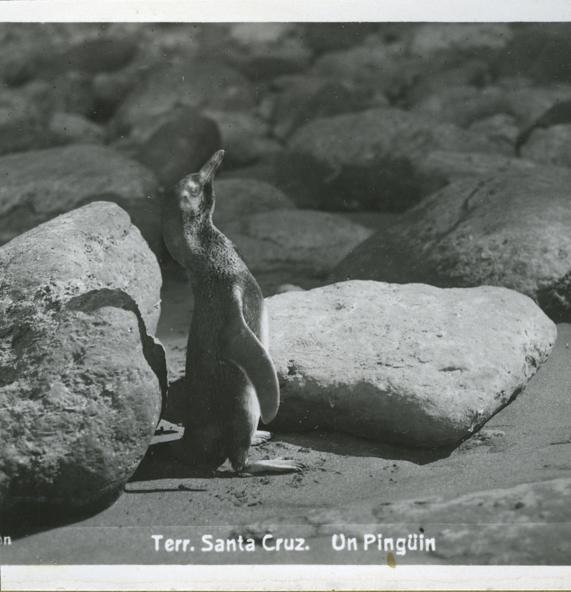 Pingvin - Santa Cruz.