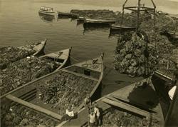 Bananene lastes i Brasil.