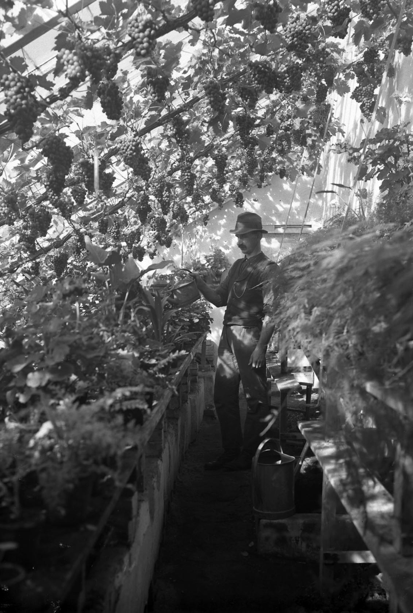 Trädgårdsmästare Johan Josefsson-Björk vattnar krukväxter i växthuset i skuggan av solbelysta vindruvsklasar