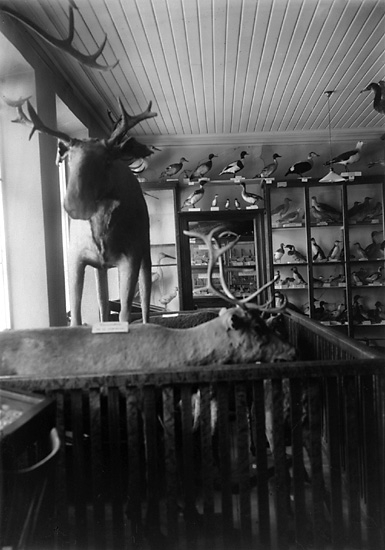 Monterade djur, Uddevalla Museum