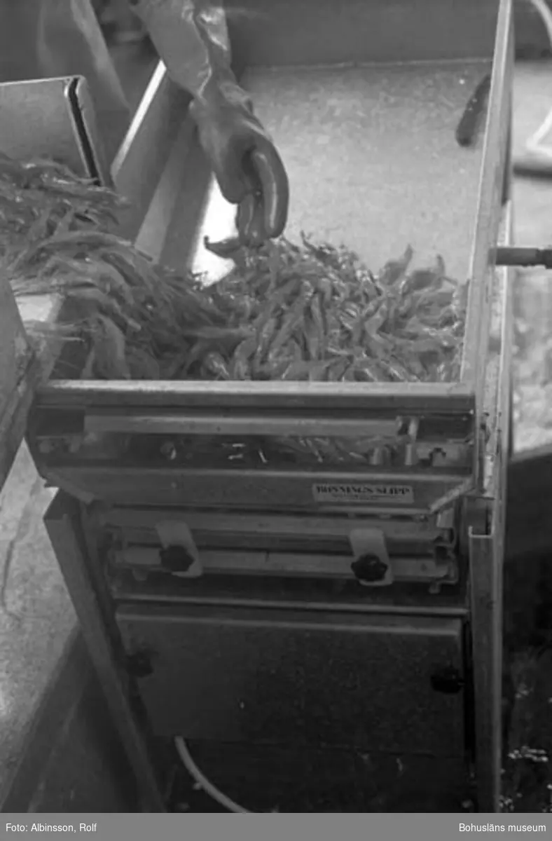Enligt fotografens noteringar: "Den rena räken går i sorteringsmaskinen där råräken avskiljs och går ner i lastrummet. Kokräken går i korgen på däck i väntan på kokning."

Fototid: 1996-03-06.