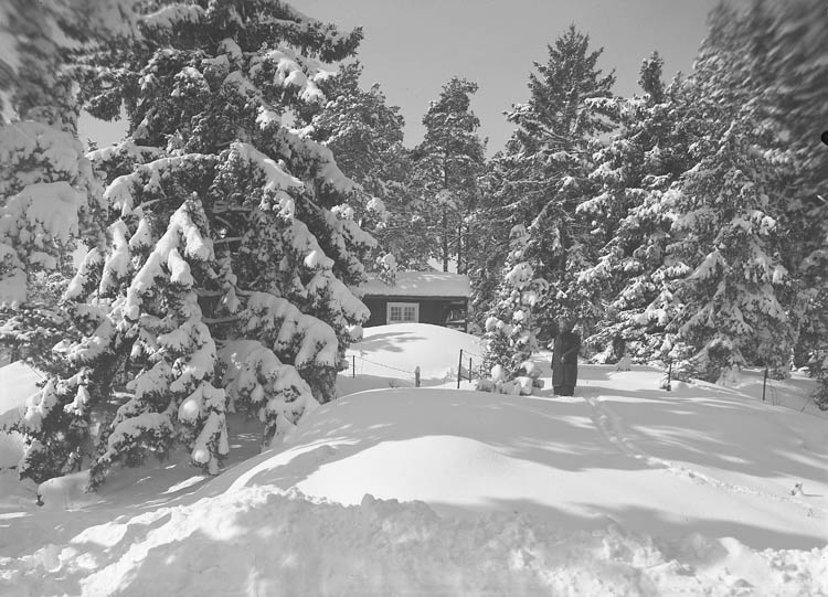 Text till bilden:"Snötyngda granar och ett litet hus inne bland dem.Fru Kullgren står i snön intill en gran".