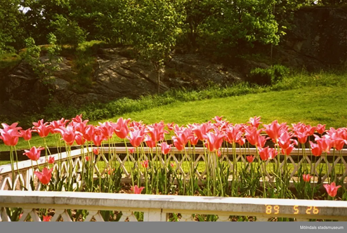 En blomsterväxtodling med tulpaner står inhängnad i parken.