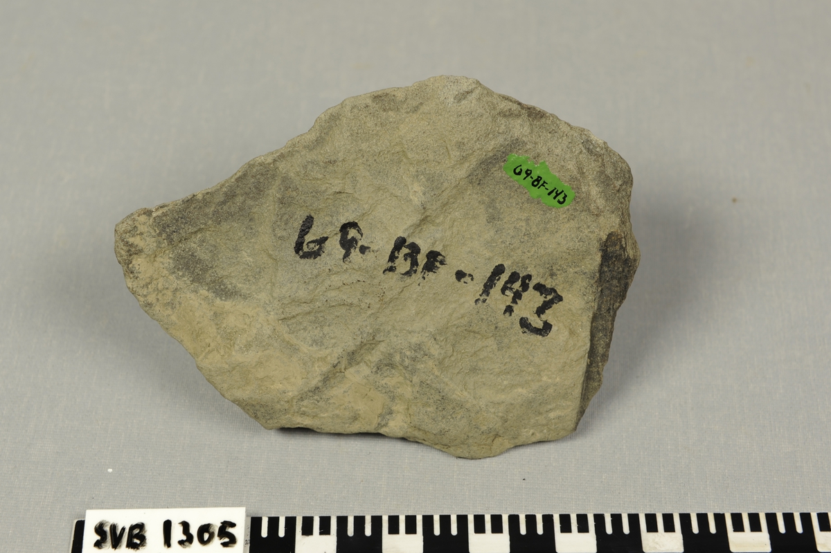 Steinplate med plantefossiler fra triastiden.
Merket med grønn lakk og bokstaver og tall på den ene siden.