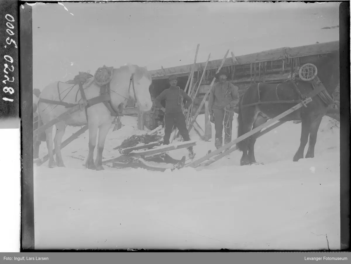 Tømmerdrift med hester vinterstid.