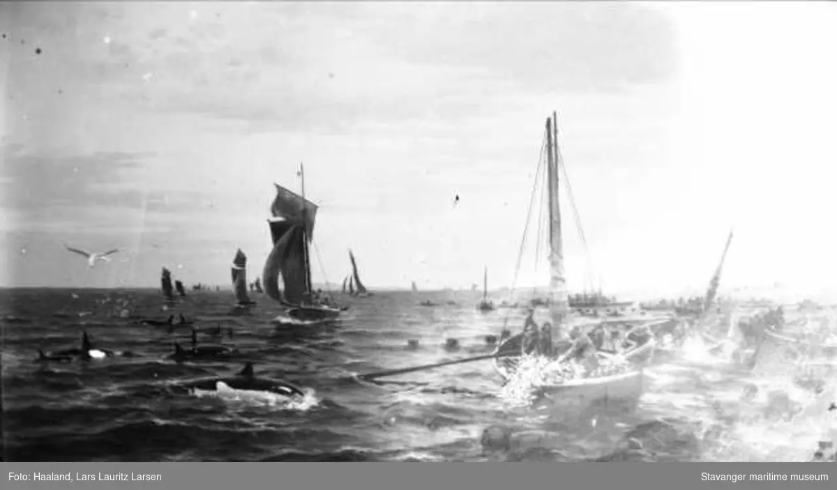 Avfotografert marinemaleri. Motivet er sildefiske med garn på åpent hav i åpne bruksbåter med seil. På venstre side i maleriet er en flokk spekkhoggere, og luften er full av måker.