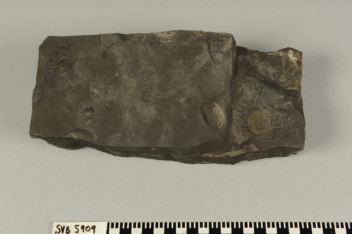 Stein med fossil av dyret ammonitt (blekksprut) og dyret buchia (musling) fra Juratiden.