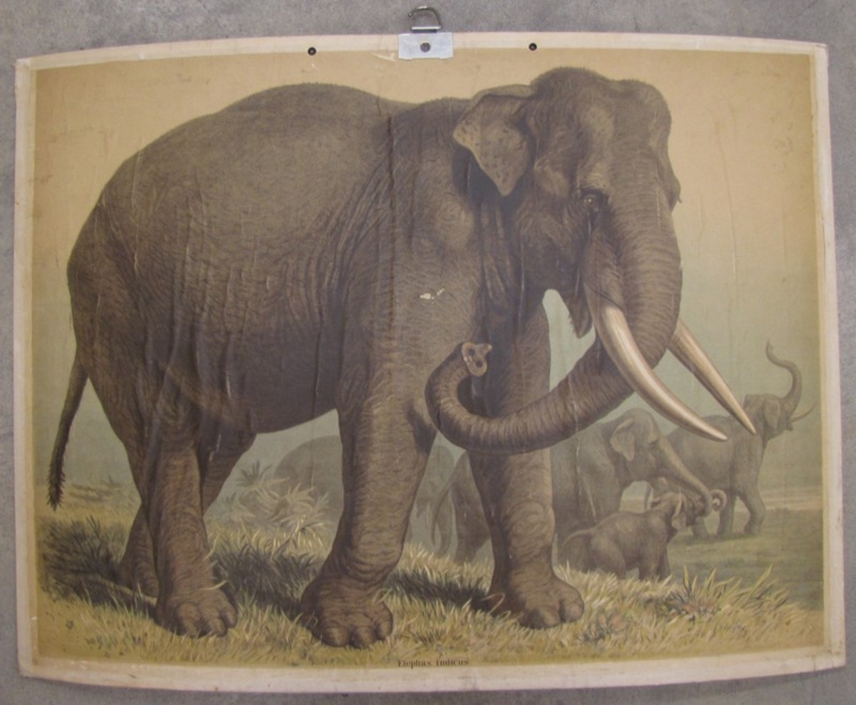 Elephas indicus. (indisk elefant).