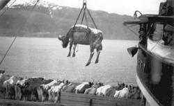 Dyretransport, kyr, båt, Sogndal, buskap, Sognefjorden
