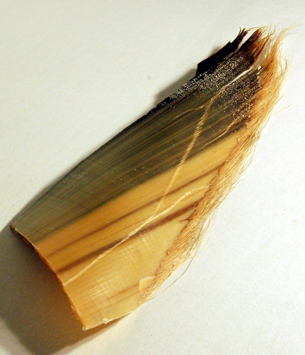 Vifteformet blad av celluloidlignandes materiale med buster