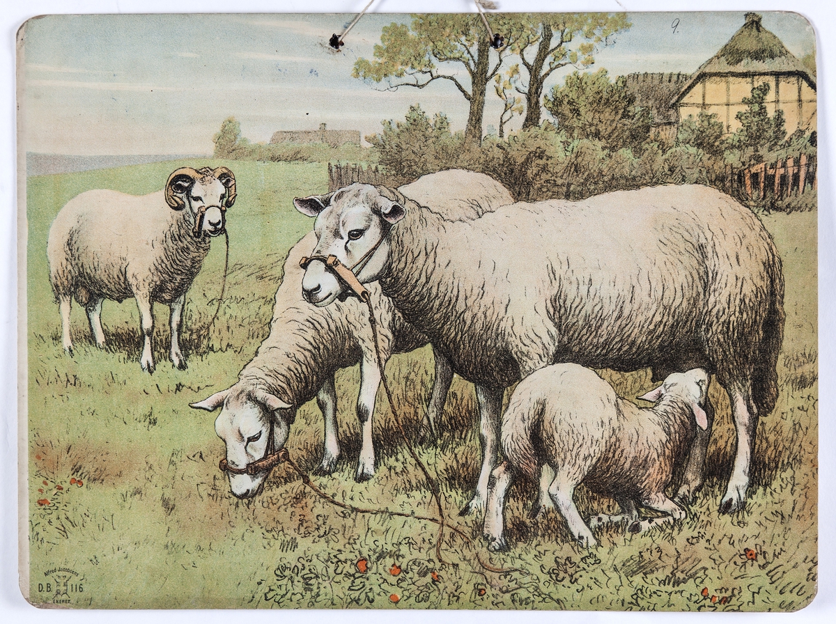 Skoleplansje, naturfag. Illustrert på begge sider, forestiller sauer i gårdsmiljø (116) og gris med unger (Nr. 115).
