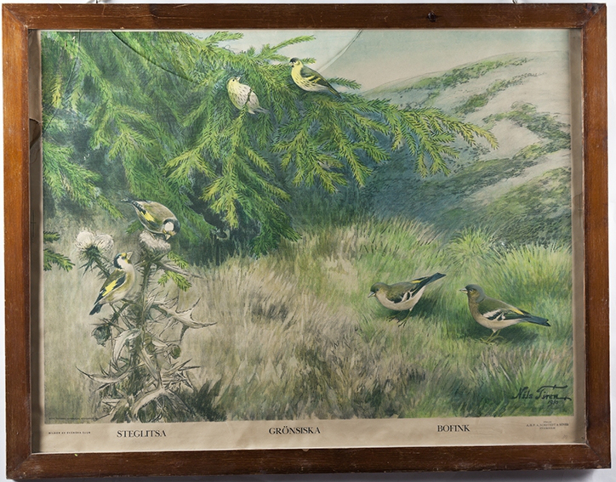 Undervisningsplansje. Stilits, bokfink og grønnsisik  i naturlige omgivelser. Innrammet reproduksjon av maleri av Nils Tiren (1930). Fargetrykk i brun treramme.