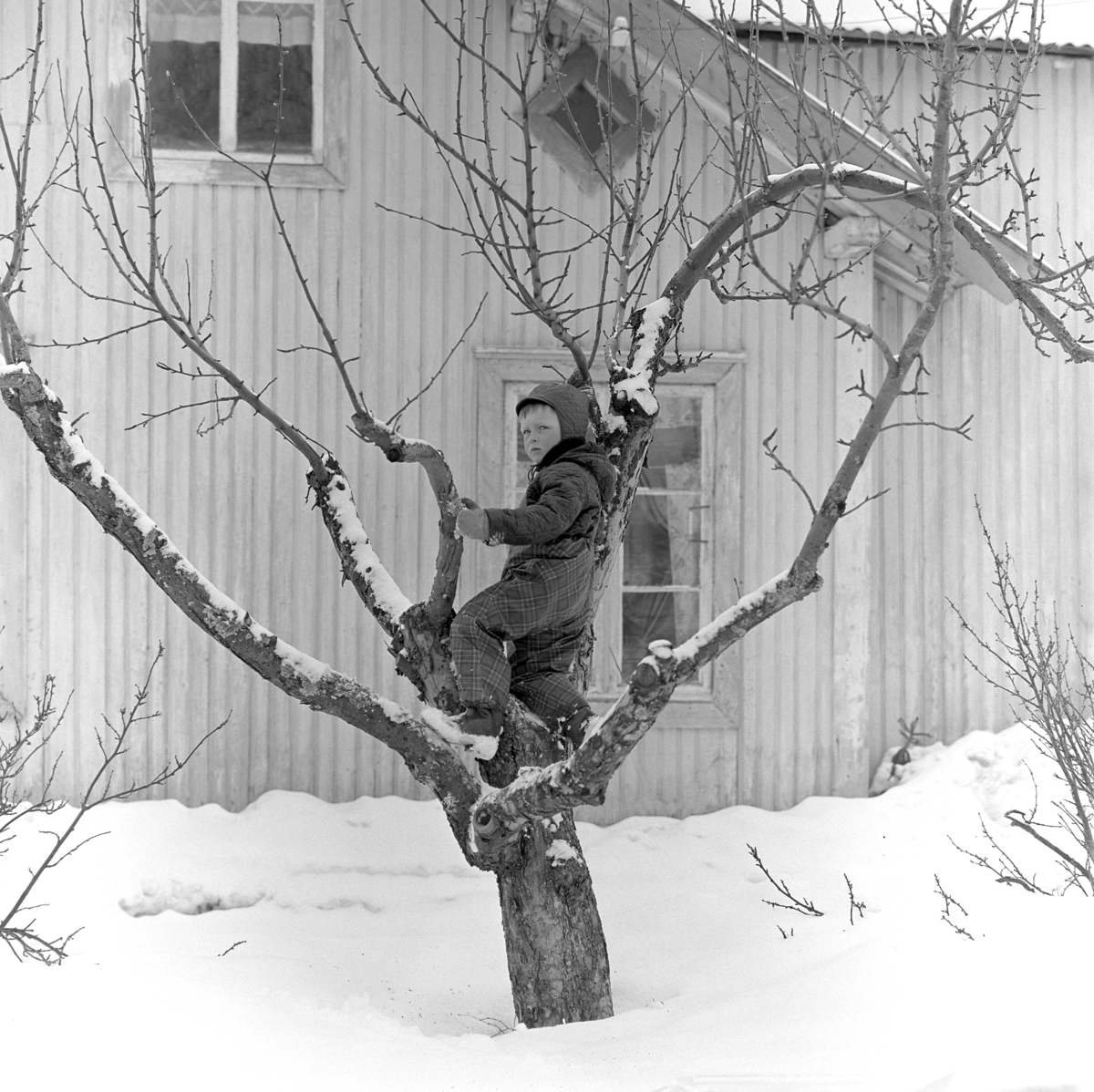 Dokumentasjon av griseslakting i 1977, på Lunde i Gaupen, Ringsaker. Bygdeslakter. En ung gutt klatrer i en apall, epletre. Sosialisering. Deltar i slaktinga.  Bygdeslakter Johs. Rosenborg.
