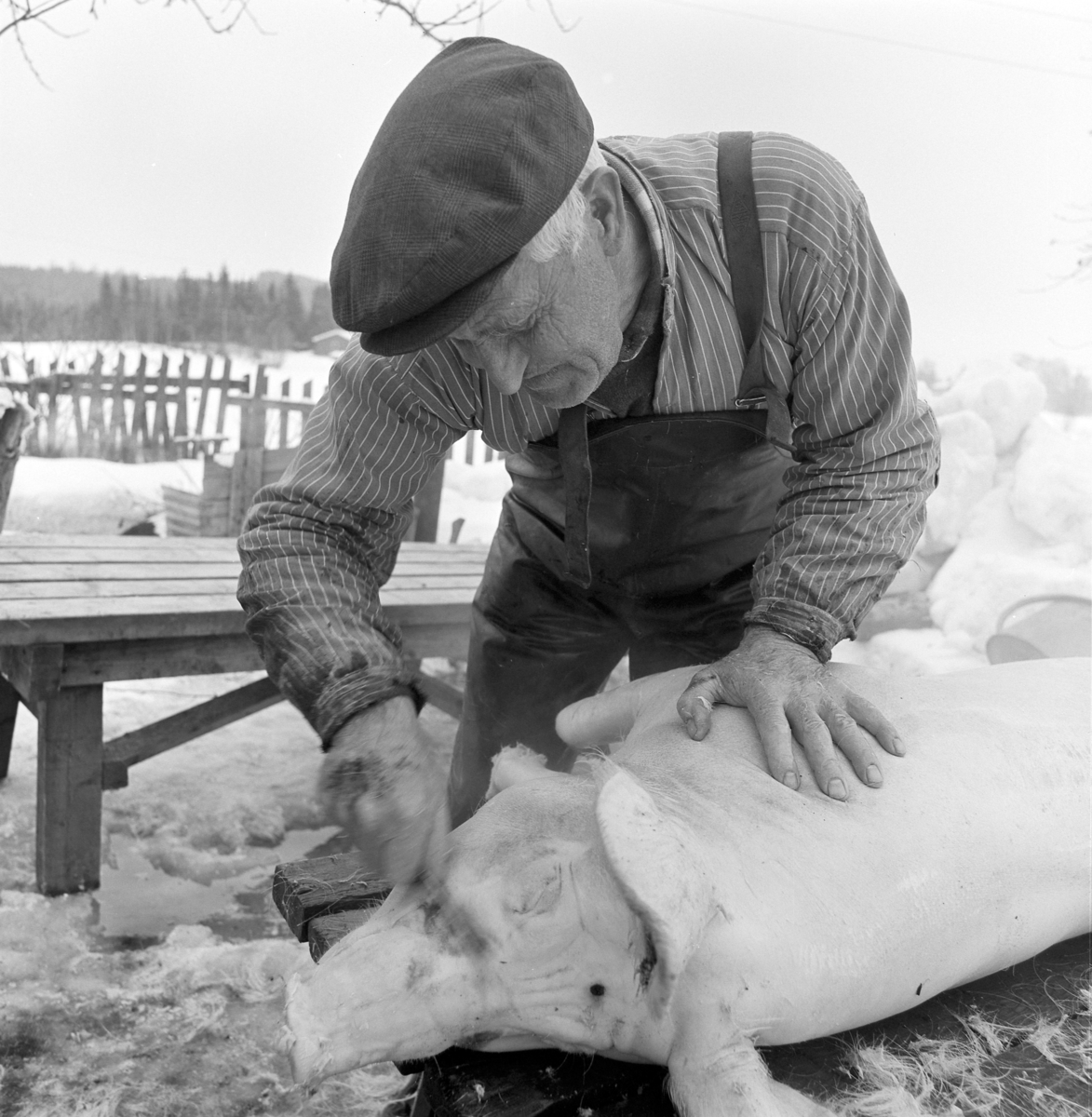 Dokumentasjon av griseslakting i 1977, på Lunde i Gaupen, Ringsaker. Bygdeslakter.  Bygdeslakter Johs. Rosenborg.