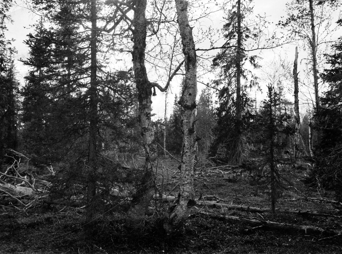 Biotop och boplats Lappmes, Parus lapponicus,  29 Juni 1909. Bohål i björken mitt i bilden
