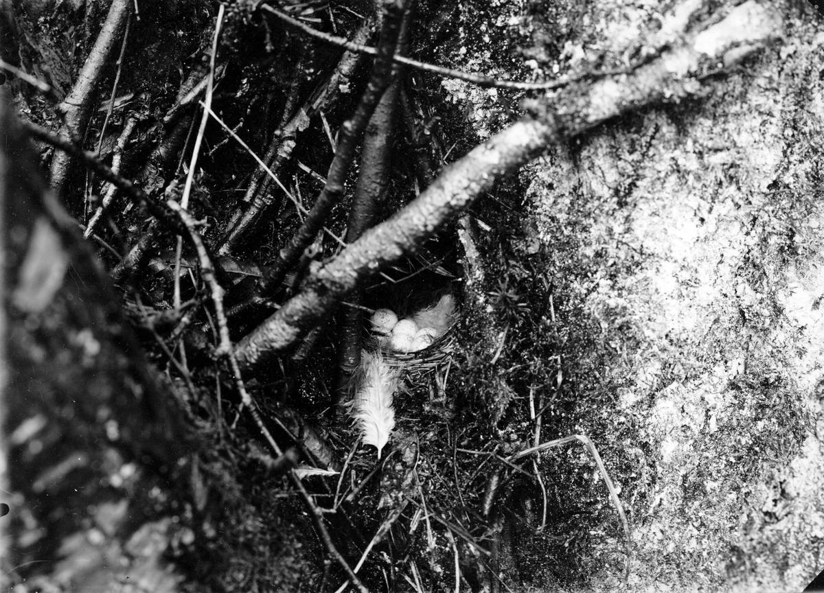 Boplast för lövsångare ,(phylloscopus trochilus )      1912