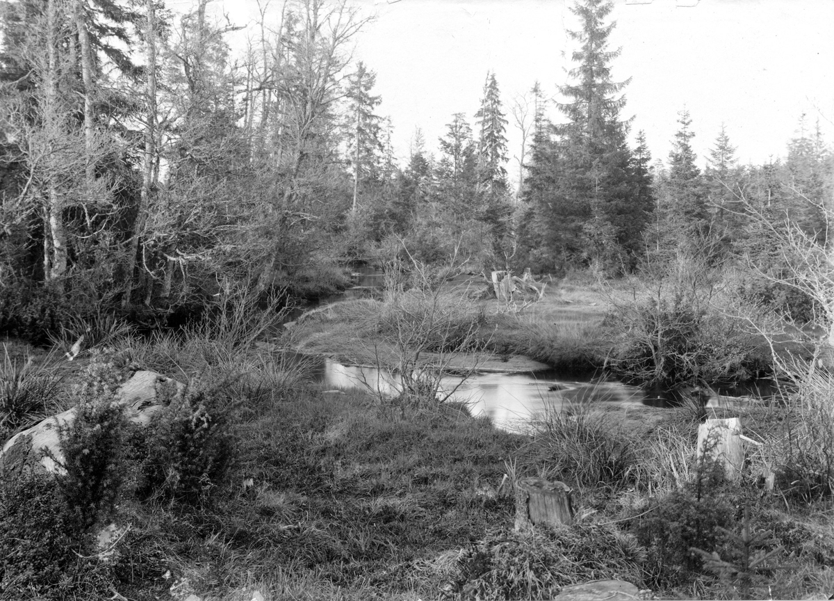 Biotop för skogssnäppa, Totanus ochropus, Jönköping 12/5 1911