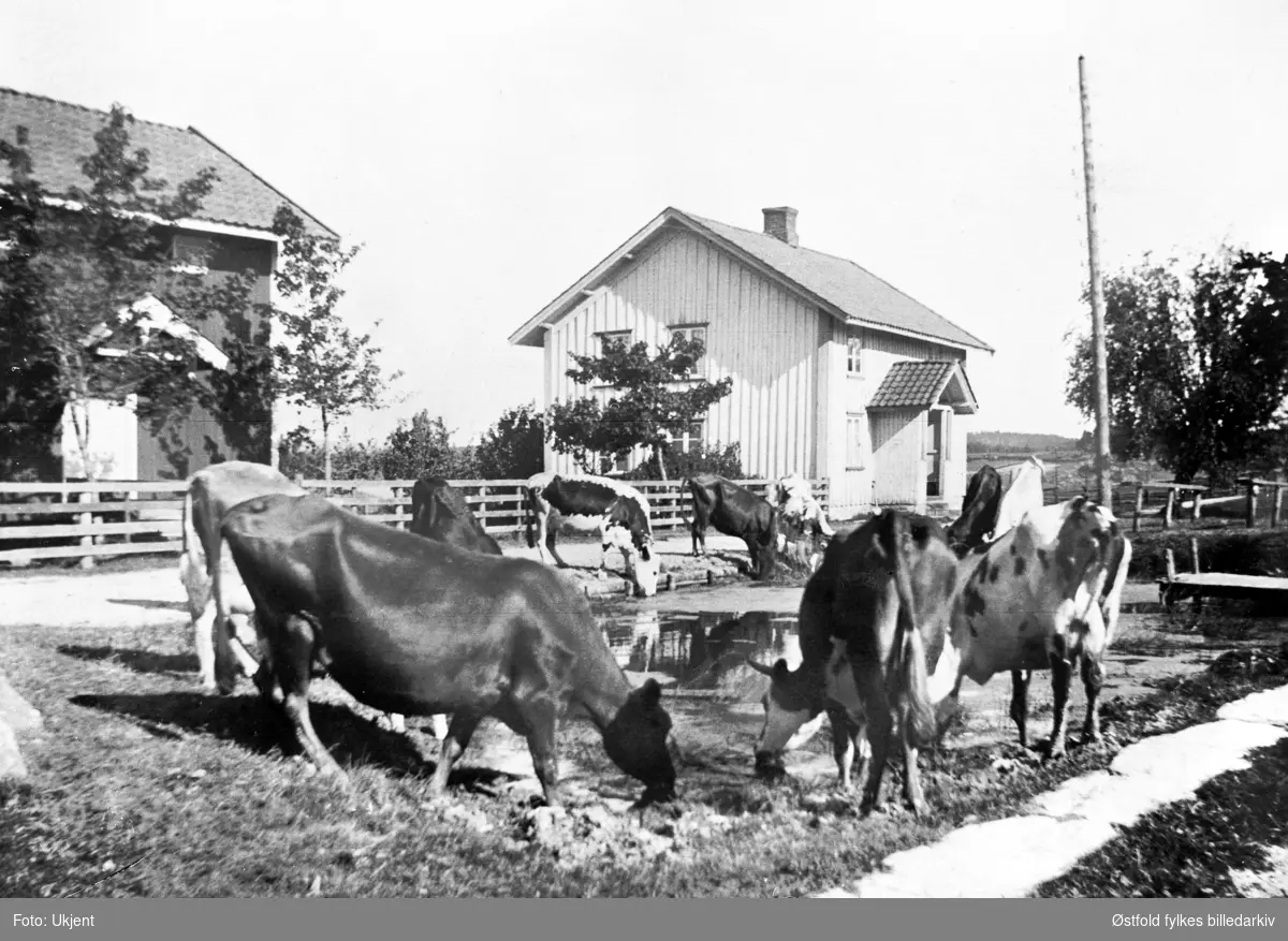 Fra gården Finnestad søndre i Rakkestad, ca. 1915-20. Kuene vannes i gårdbrønnen.