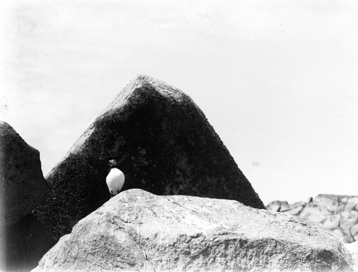Lunnefågel (Mormon arcticus).