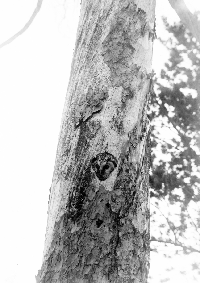 Pärluggla(Aegolius funereus) tittar fram ur boet. 23 April 1927.