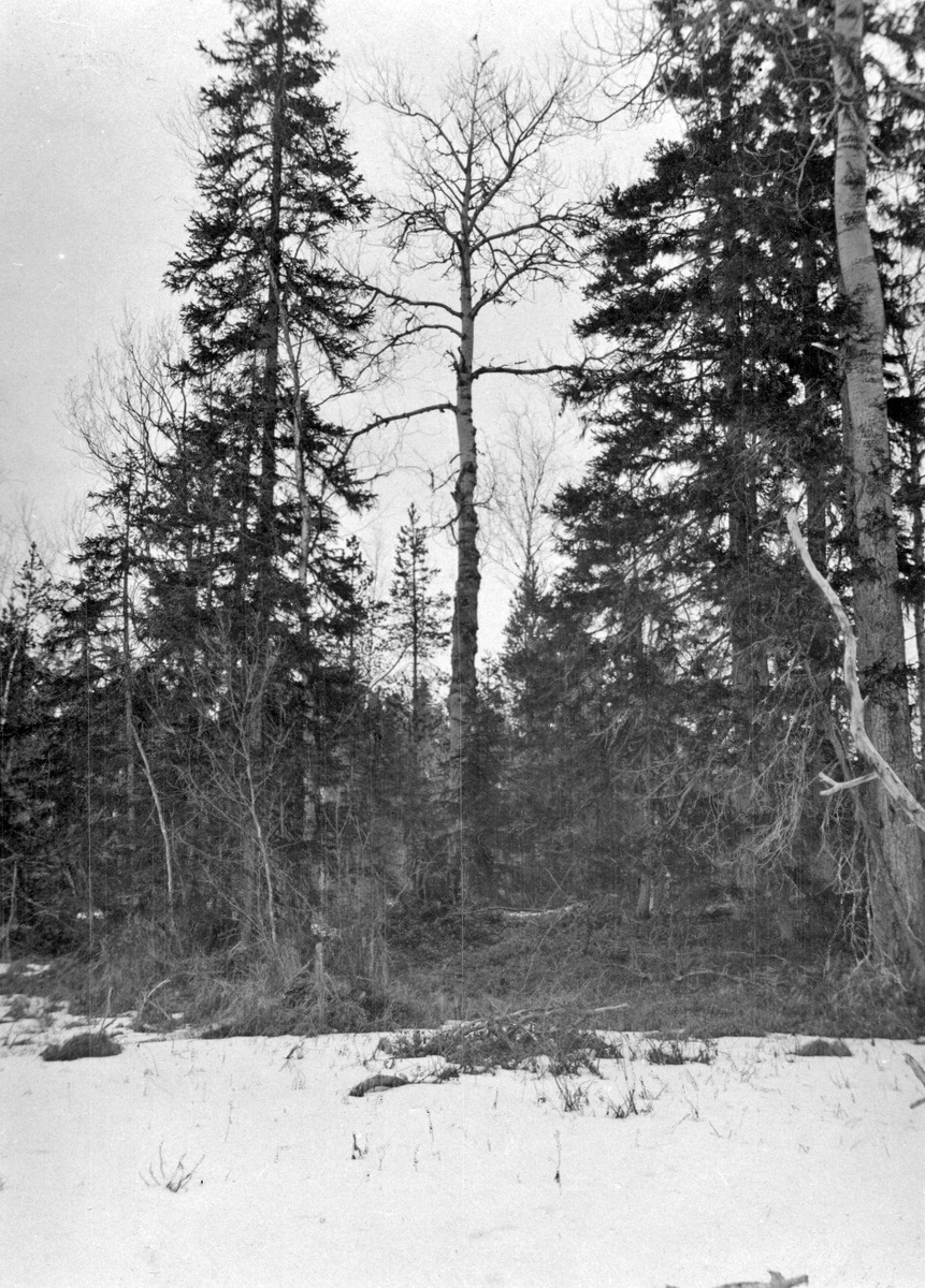 Boträd för Pärluggla (Aegolius funereus)  22 April 1923