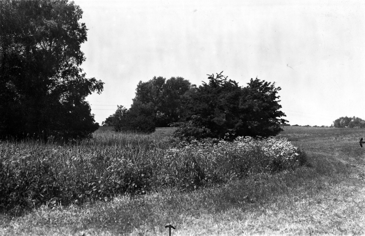 Boplats för Kärrsångare (Acrocephalus palustris)  19 Juni 1936