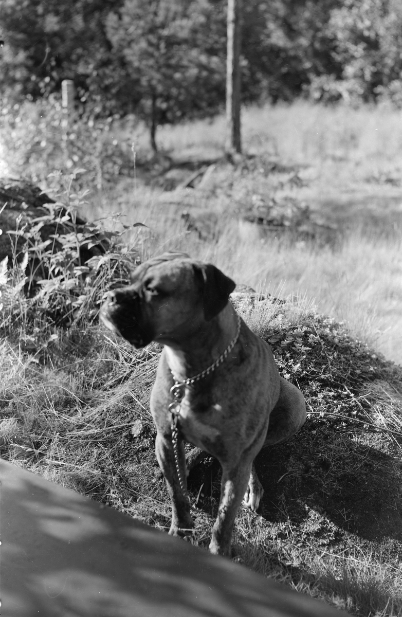 Fotograf Gunnar Sundgrens hund Klumpen vid villa Trallbo i Vreta, Uppsala-Näs socken, Uppland