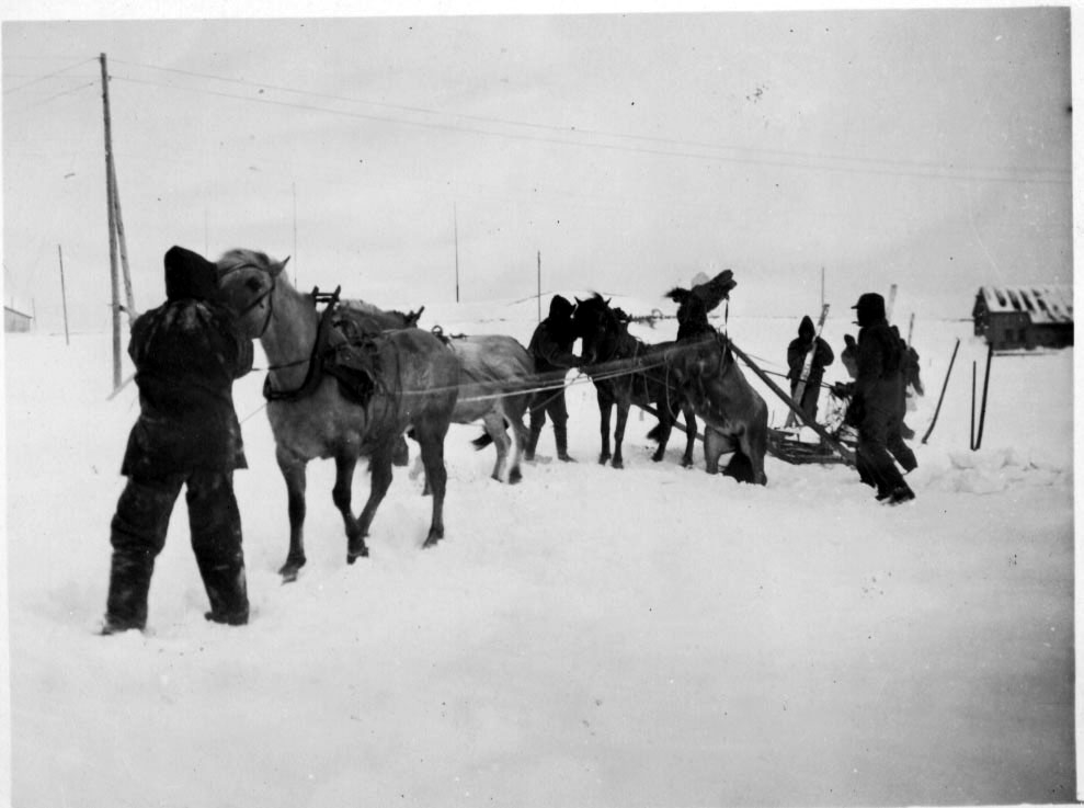 4 personer, med 4 hester og slede i arbeid. Bygning i bakgrunnen, snø på bakken.