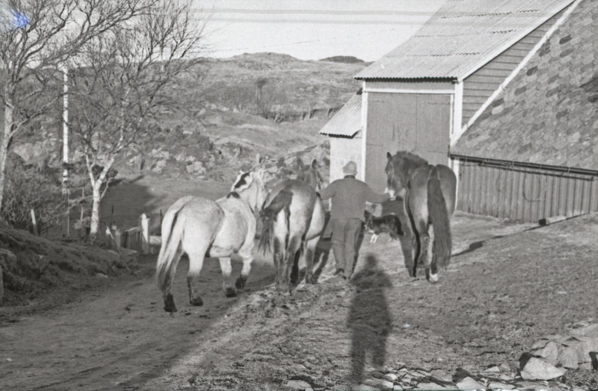 Sveio - Den siste hestehandler i Haugesund - Nils Vikse, Røksund.