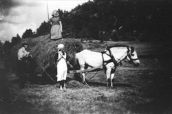 I høyonna på Høyland